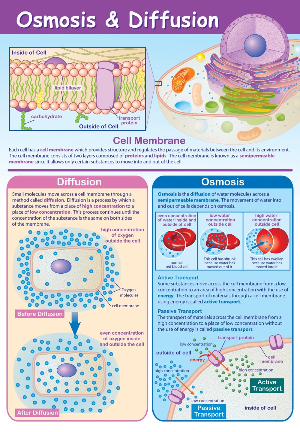 Poster Osmosis and Diffusion grand format pour décorer une salle de science