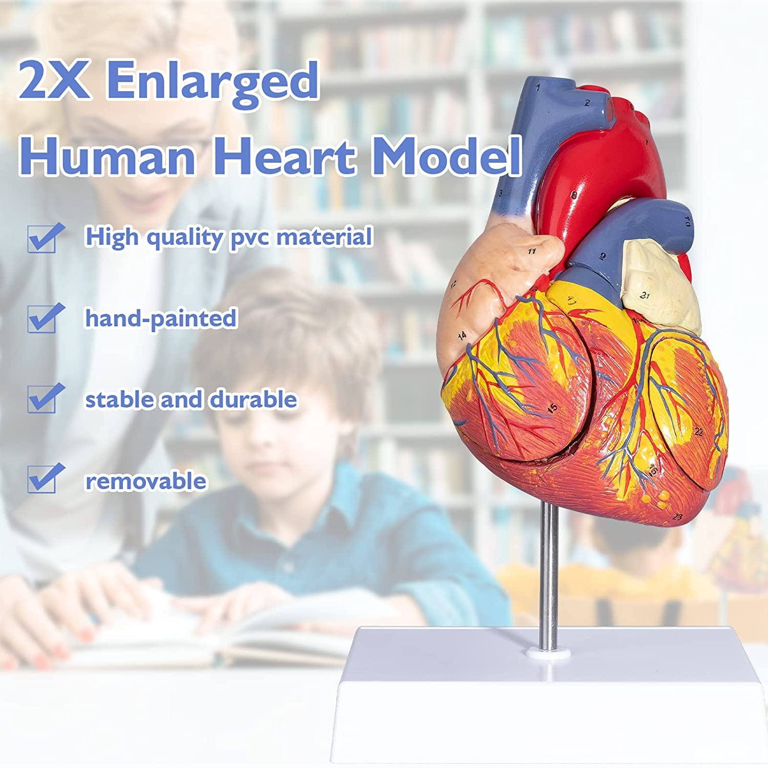 Modello anatomico a forma di cuore 2X allargato rimovibile in 4 parti per studio medico e didattico
