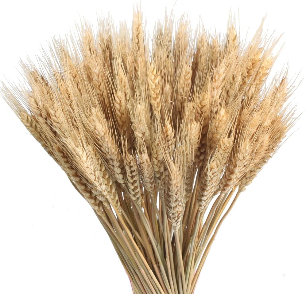 GTIDEA 100 Pcs Dried Wheat Stalks 16" Natural Fall Dried Flowers with Stems Dried Wheat Sheaves Bundle Dried Flowers Arrangement for Home Autumn Decor DIY Craft Wedding Kitchen Party Decor