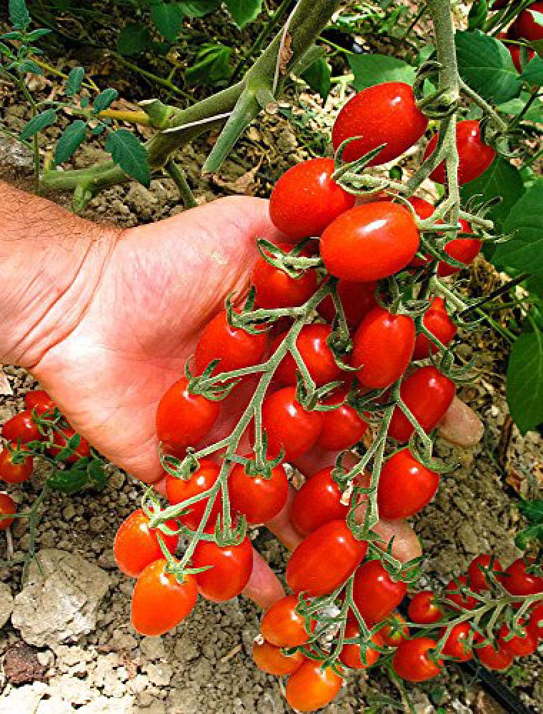 Viridis Hortus - 20 x Tomato Modus F1 Vegetable Seeds (Cherry Plum)