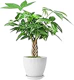 Live Plants Money Tree, 12