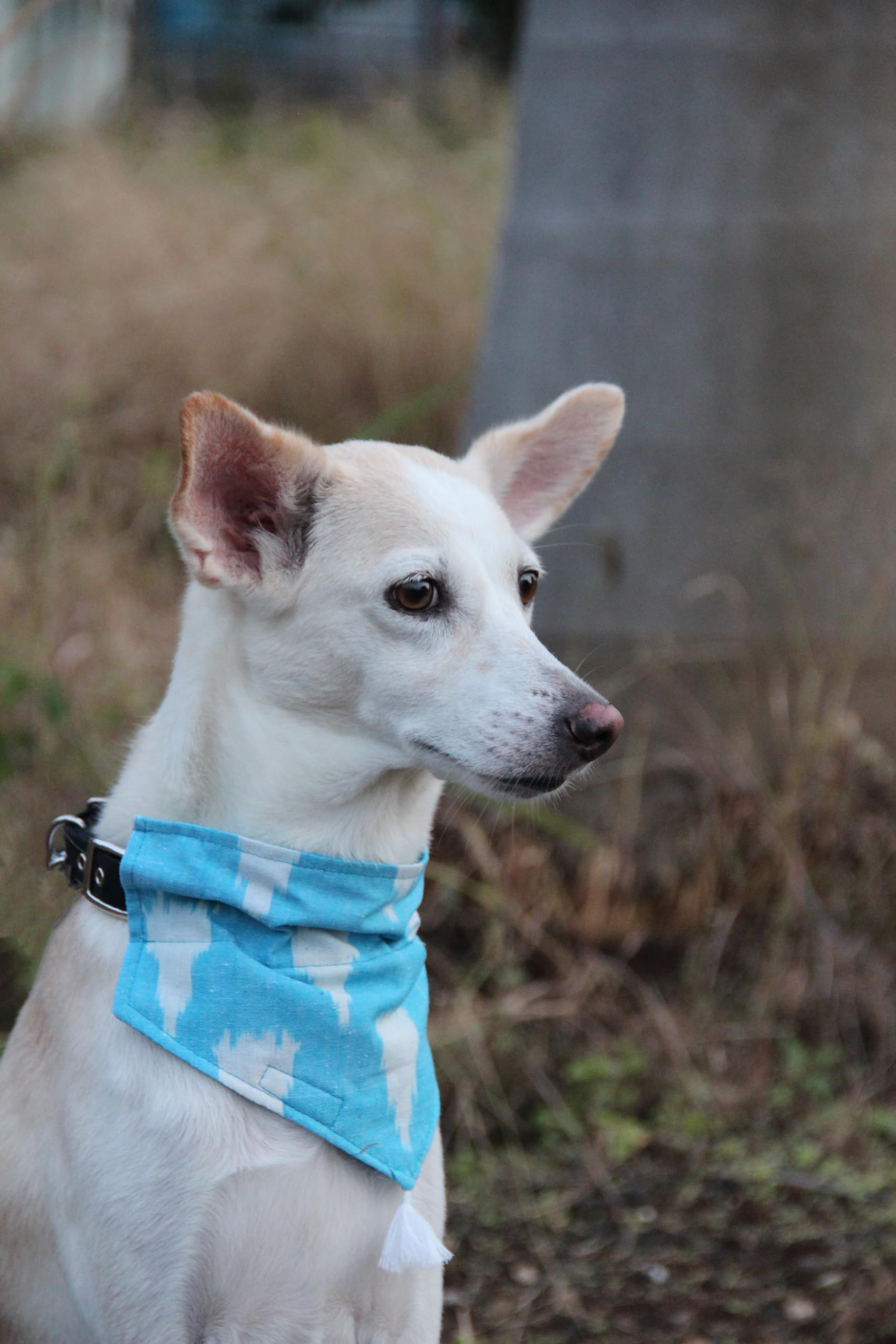 Unleashed India Ikat Bandanas. Traditional Ikkat Fabric for Festive Season, Weddings. Easy Collar Insert, Washable Ethnic Bandana for All Dog Types and Cats. Light Blue Color (Extra Large) (B0CGKHHL57) Amazon Price History, Amazon Price Tracker