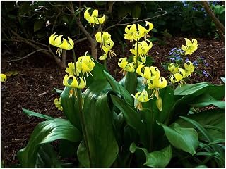 GARTHWAITE NURSERIES® : - UK Stockist. 5 Erythronium Pagoda (Dogs Tooth Violet) Bulbs Hardy Spring Garden Perennial