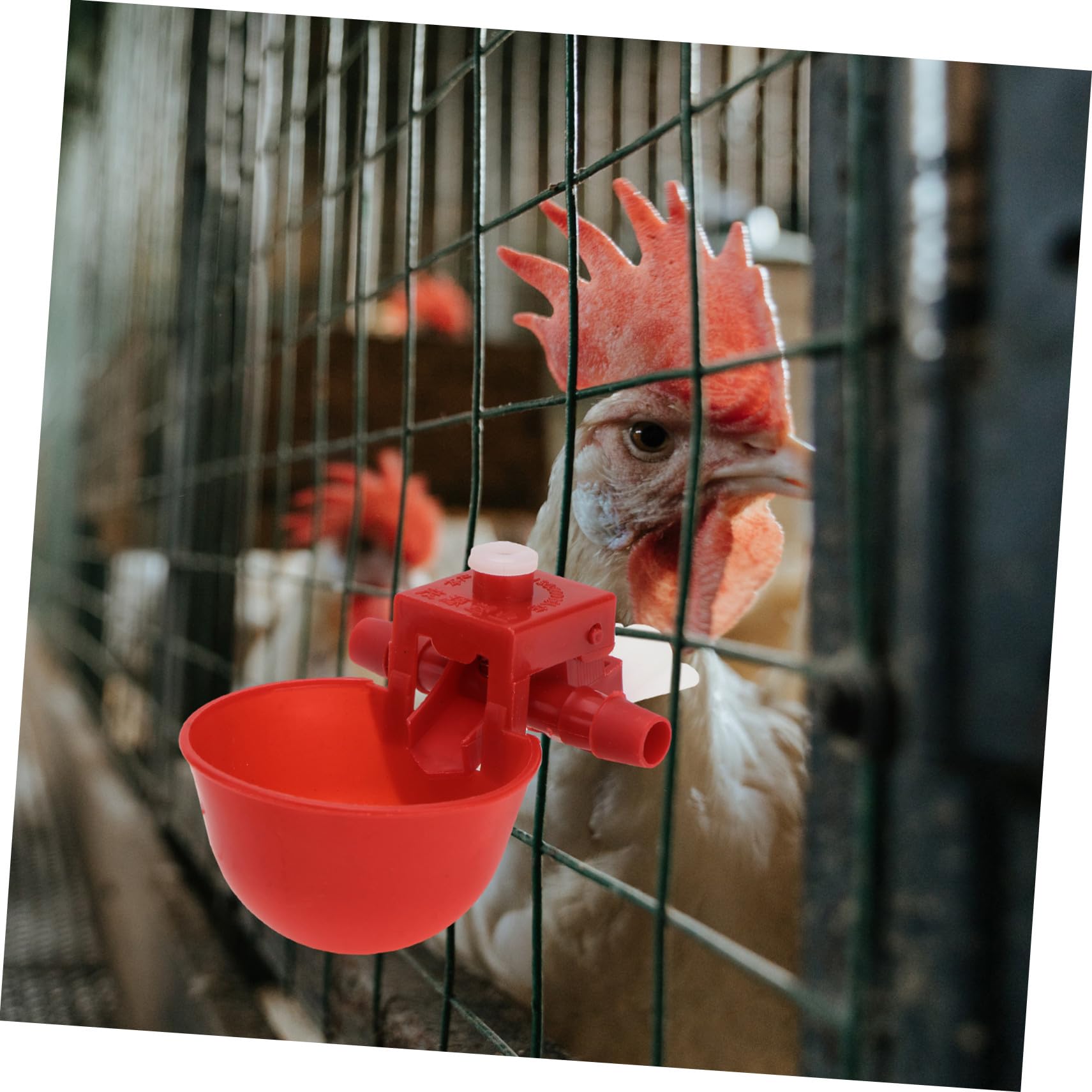 30 pezzi Abbeveratoio Regolabile Automatico per Uccelli e Piccioni Ciotola di Abs Resistente per Acqua Adatta per Volatili e Quaglie Utilizzo Sicuro e Pratico per Colore Casuale