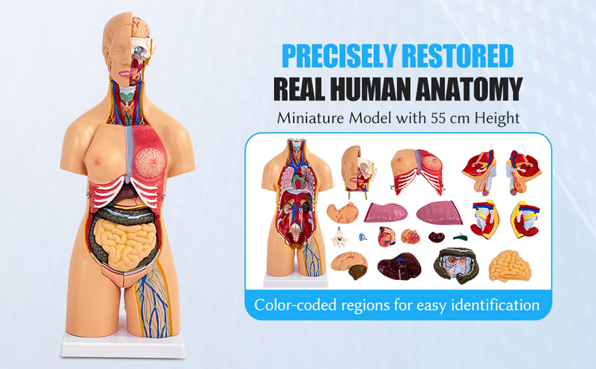 Anatomiczny model ludzkiego tułowia, 55 cm, 21 wyjmowanych organów dla studentów medycyny, lekarzy i nauczycieli, narzędzie edukacyjne unisex, idealne do nauki anatomii