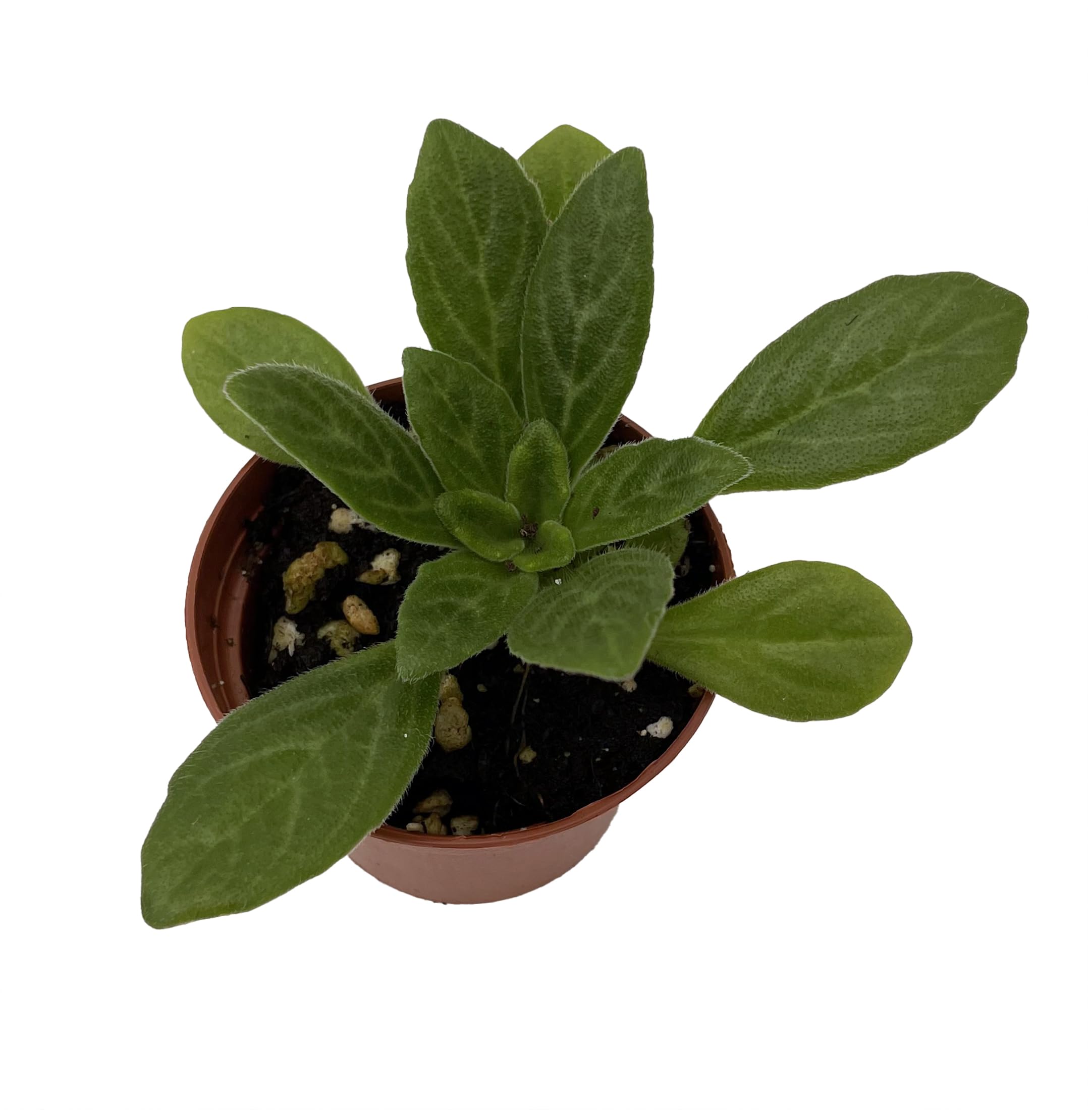 Amazon.com : Charley Asian Violet - Primulina - House Plant - 2.5
