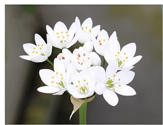 20x Allium Neapolitanum Spring Flowering Bulbs Plant in Pots Borders Garden Perennial Bee Friendly White Flowers