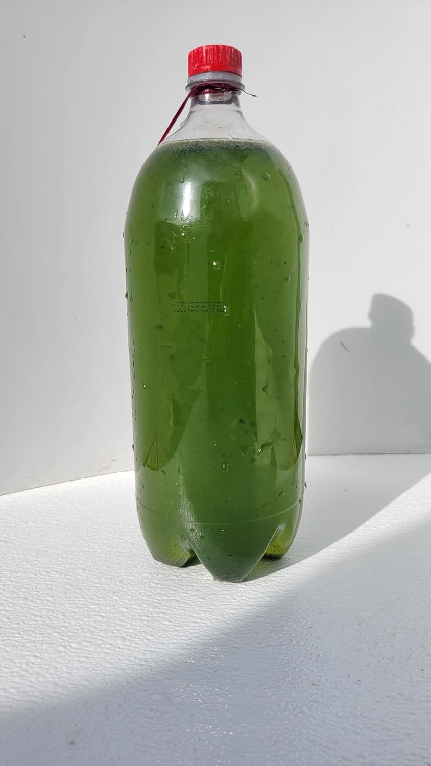 Organic clorella vulgaris Green Water Food for Daphnia 32 oz