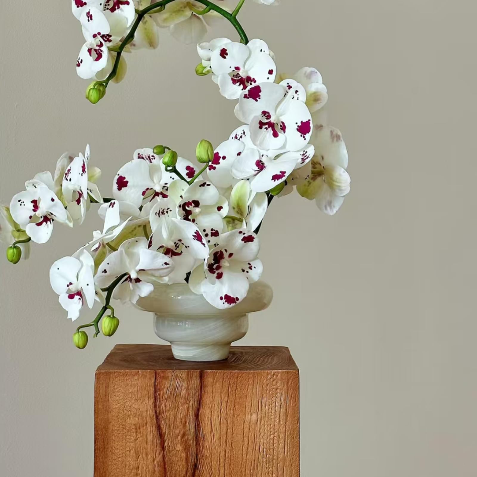 Live Baby Phalaenopsis Orchid Seedling (Bare Root, No Pot), Easy Care Small Indoor Houseplant for Home Office Desk Decor, Live Plant Gift for Plant Lovers Beginners (White,1) - 3