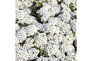 Outsidepride 5000 Perennial Sweet White Alyssum