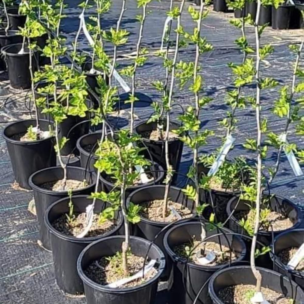Live GA866 Jujube Tree, 4 Feet Jujube Fruit Tree Live Plant in Pot, Live Jujube Tree Plant, Jujube Fruit Tree Potted, Jujube Tree Live Plant for Outdoor Garden