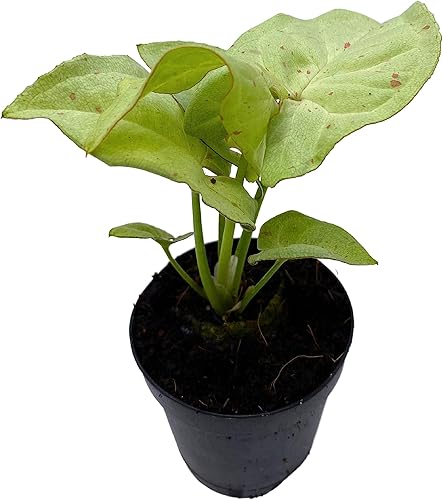 Miniatura 2 de BubbleBlooms Confeti Syngonium, en una maceta de 2 pulgadas Mini Pixie