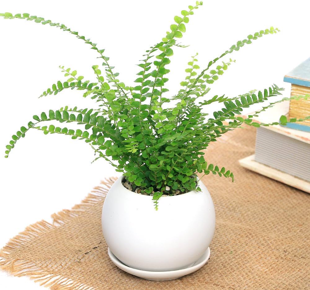 Amazon｜【charm】（観葉植物）シダ ネフロレピス ダッフィー マット