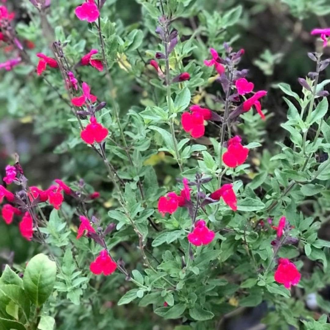 Amazon｜チェリーセージ レッド 挿木苗 土付き｜観葉植物 オンライン通販