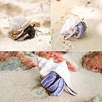 Vista 8 de Conchas de cangrejo ermitaño grandes, 6 conchas turbo de crecimiento de 1 a 2 pulgadas (2.3 a 3.5 pulgadas)