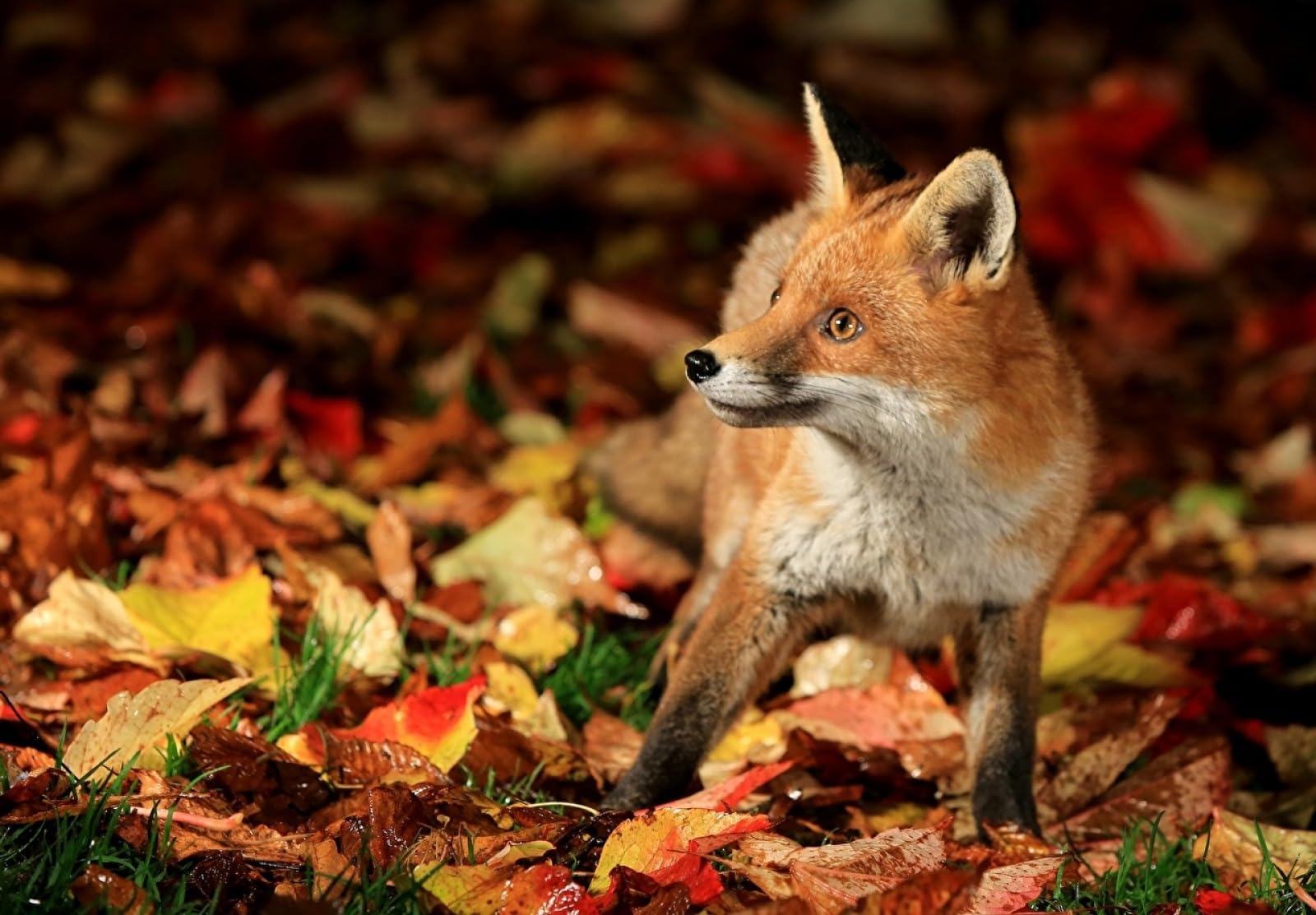 2000-Teile-Puzzle Fuchs-Tier 70x100cm