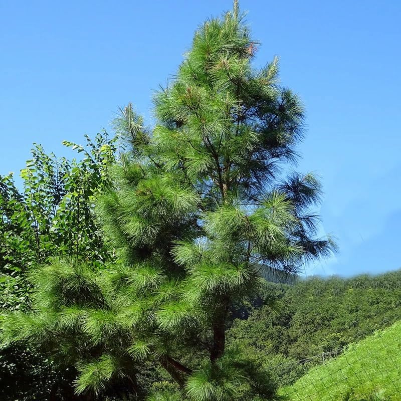 Miniatura 3 de Pinus taeda (Loblolly Pine, Frankincense Pine) Semillas de árbol, crecimiento rápido, follaje denso, semillas de MySeeds.Co, elige la cantidad (0.25