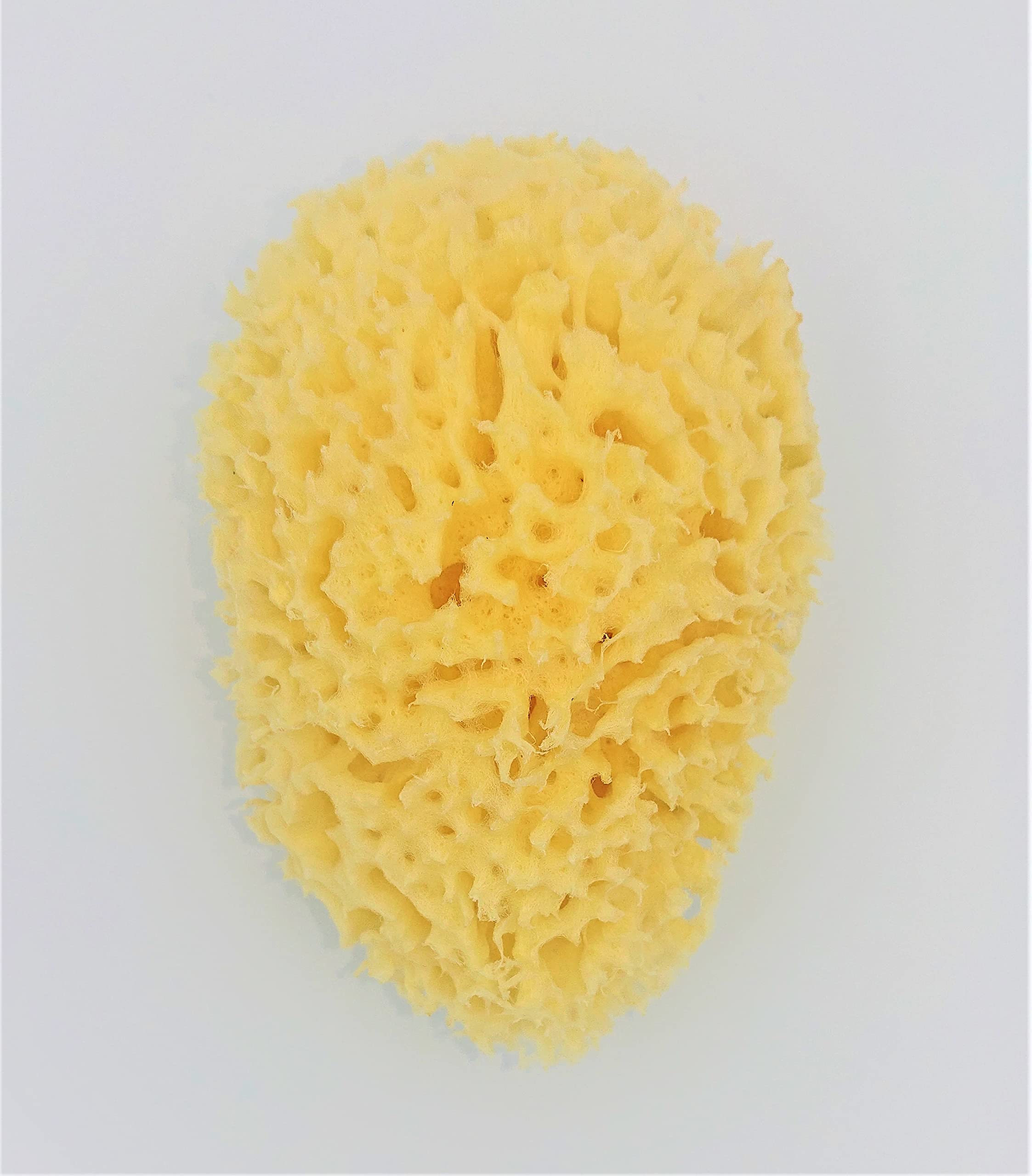 Amazon | 天然海綿 ボディスポンジ L ハニコム ギリシャ海綿