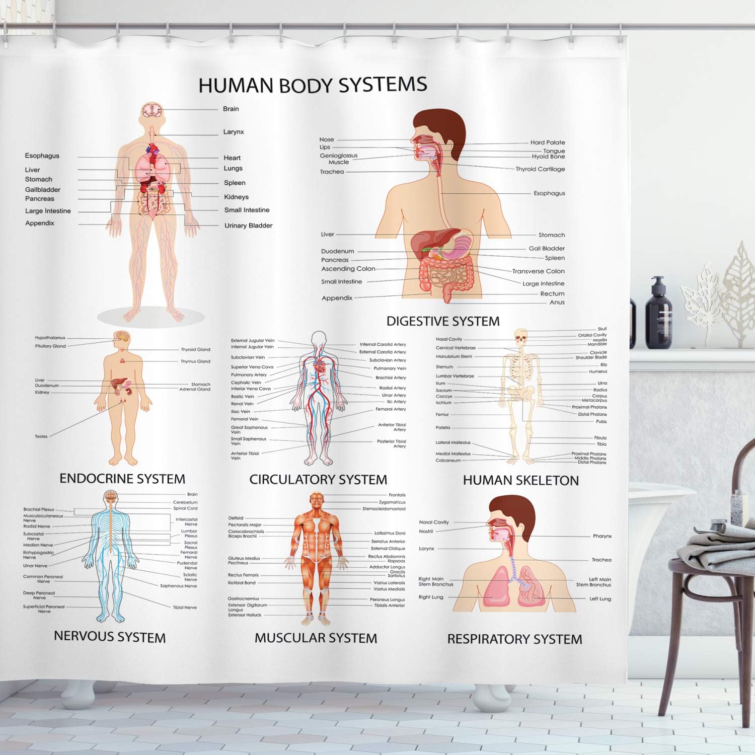 Ambesonne Human Anatomy Shower Curtain, Complete Chart Different Organ Body Structures Cell Life Illustration, Cloth Fabric Bathroom Decor Set with Hooks, 69" W x 84" L, White