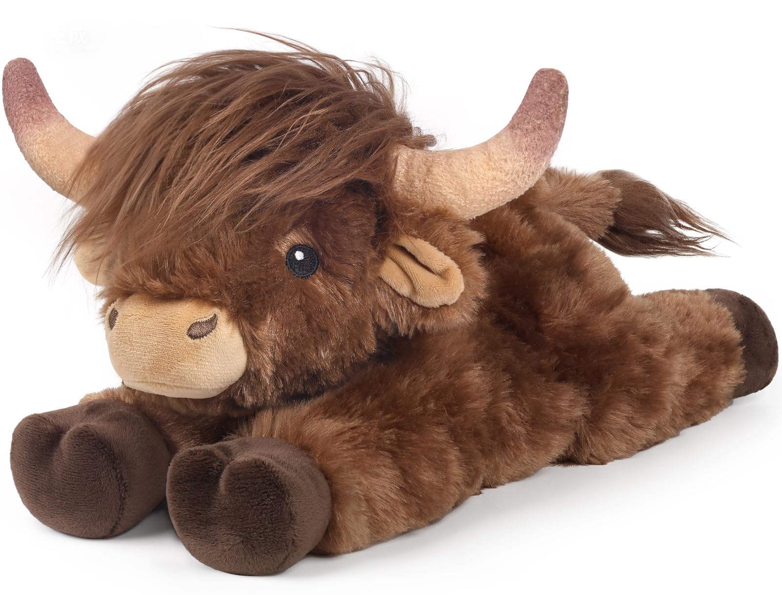 Cuckool Highland Cow
