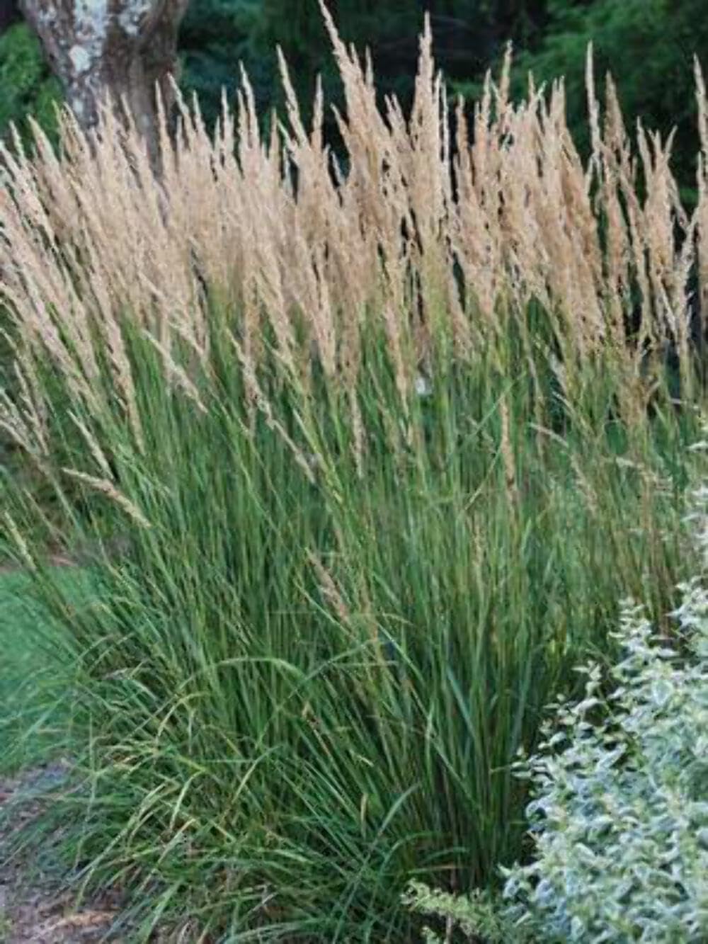 Perennial Farm Marketplace Calamagrostis a. 'Karl Foerster' (Feather Reed) Ornamental Grasses, Size-#1 Container, Yellow Spikes