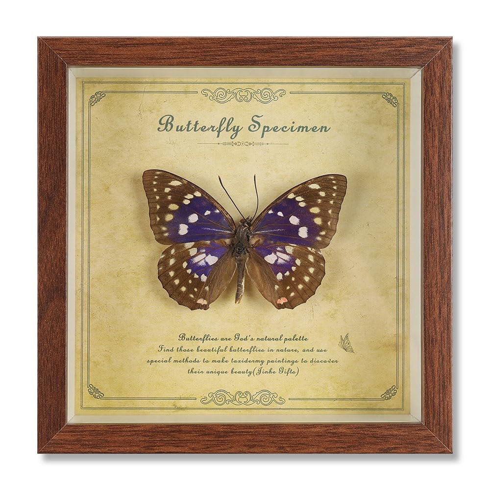 Taxidermy Butterfly Framed, Real Butterfly Specimen in Frame Shadow Box Insect Collection, Perfect for Science Study and Home Office Desktop Decor Craft Gift (Purple Emperor Butterfly)