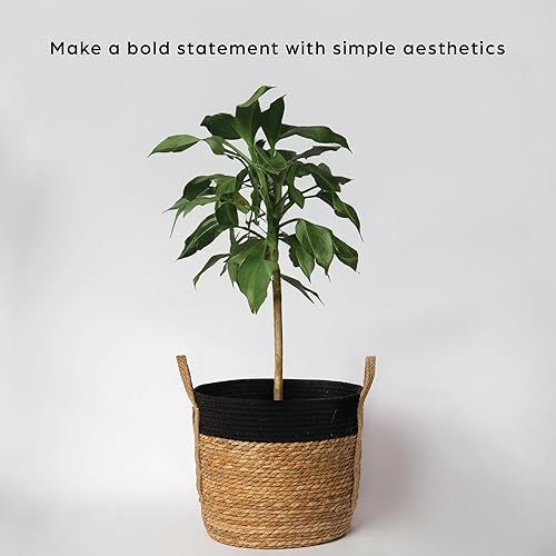 Miniatura 4 de Coastal Charm - Exquisita canasta tejida de hierba marina con asas, solución de almacenamiento natural atemporal versátil y elegante en ribete negro