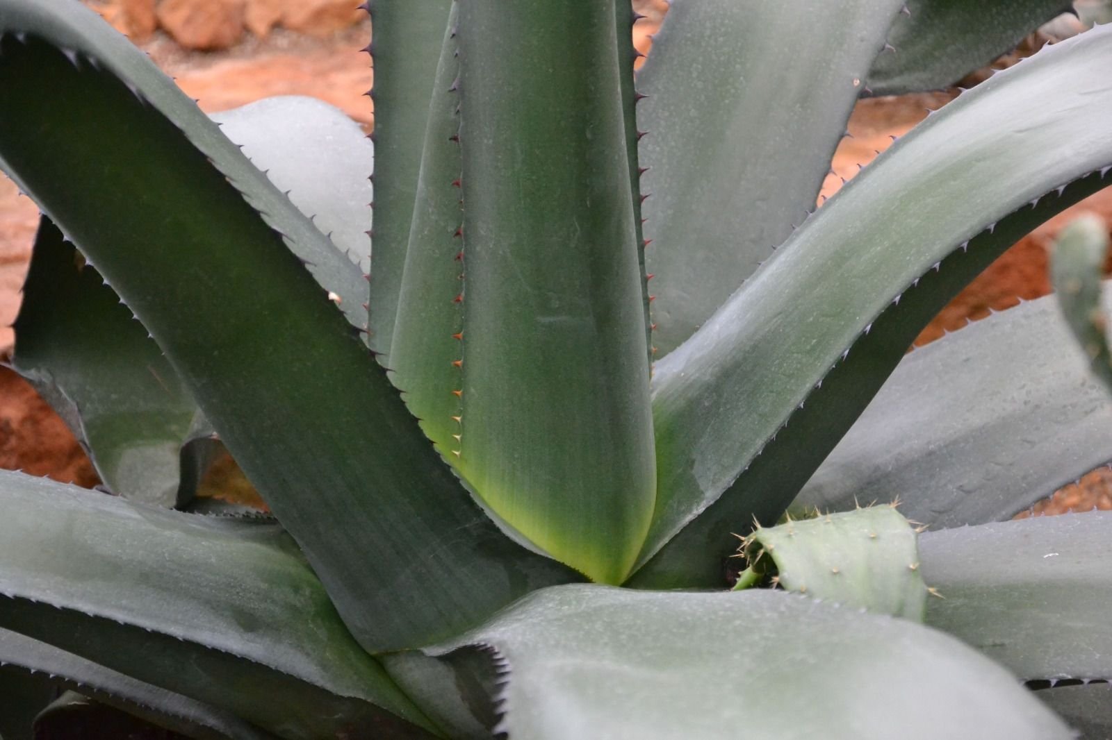 Amazon｜【多肉植物/種子】Agave Tequilanaアガベ・テキーラナ