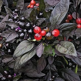 50 Seeds Organic Black Pearl Pepper Seeds Non-Hybrid, Open-Pollinated, Suited for Canadian Climate