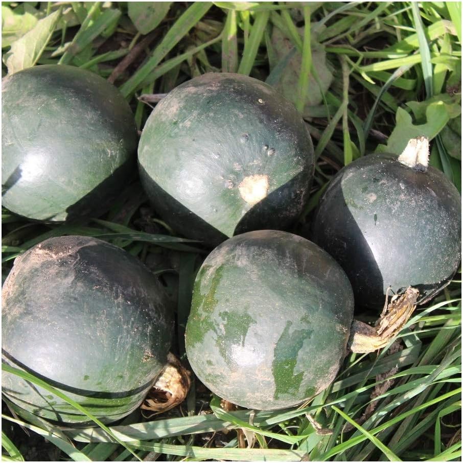 PREMIER SEEDS DIRECT - Squash - Little GEM (Trailing) - 12 Seeds