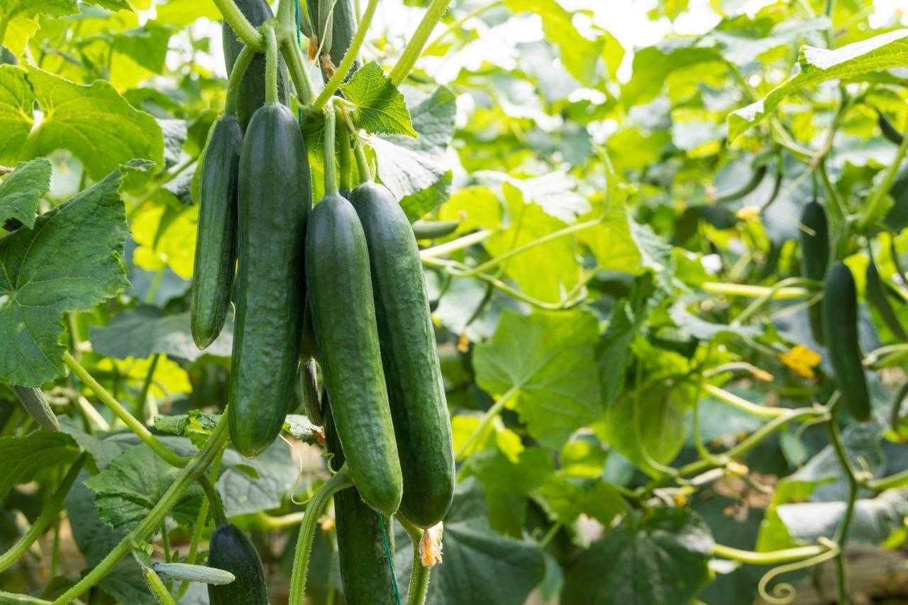 Parthenocarpic Cucumber Seeds Seedless Type, Perfect for Indoor Controlled Growing – Live Healthy Seeds (Pack Of 40)-image-39