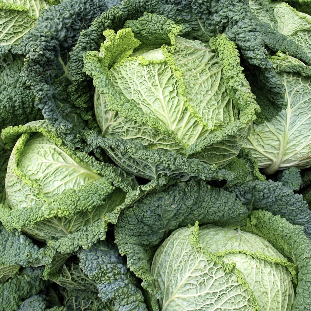 Cabbage Savoy Continuity Collection (Brassica Oleracea) Hardy Annual Grow Your Own Outdoor Vegetables, Perfect for Allotment Vegetable or Kitchen Garden, 18x Plug Plants by Thompson & Morgan