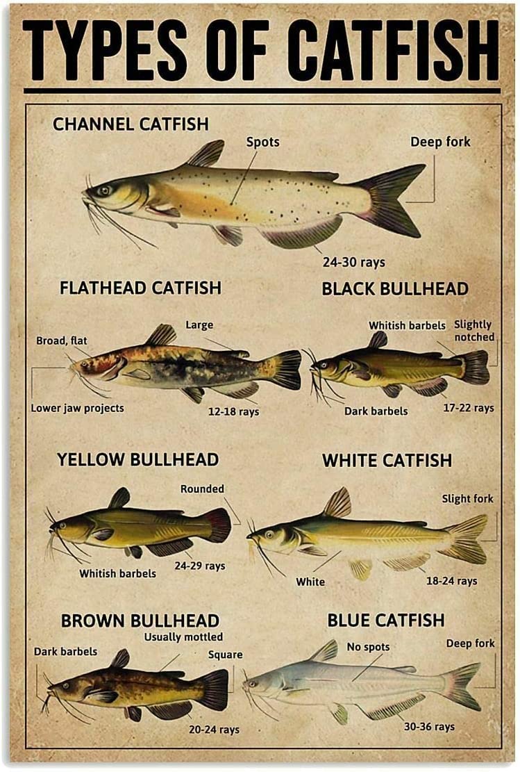 rayprint Types of Catfish Metal Tin Sign Retro nowledge Graph Fun World Education Science Classroom Infographic Poster Office Classroom Farmhouse Home Wall Decor 12x16 Inch