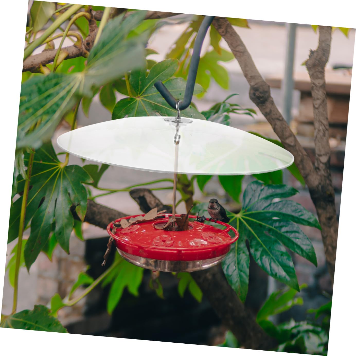 Kisangel Cubierta Transparente para Comedero De Pájaros Protector De Lluvia para Exterior Cúpula Colgante Resistente para Jardín y Patio