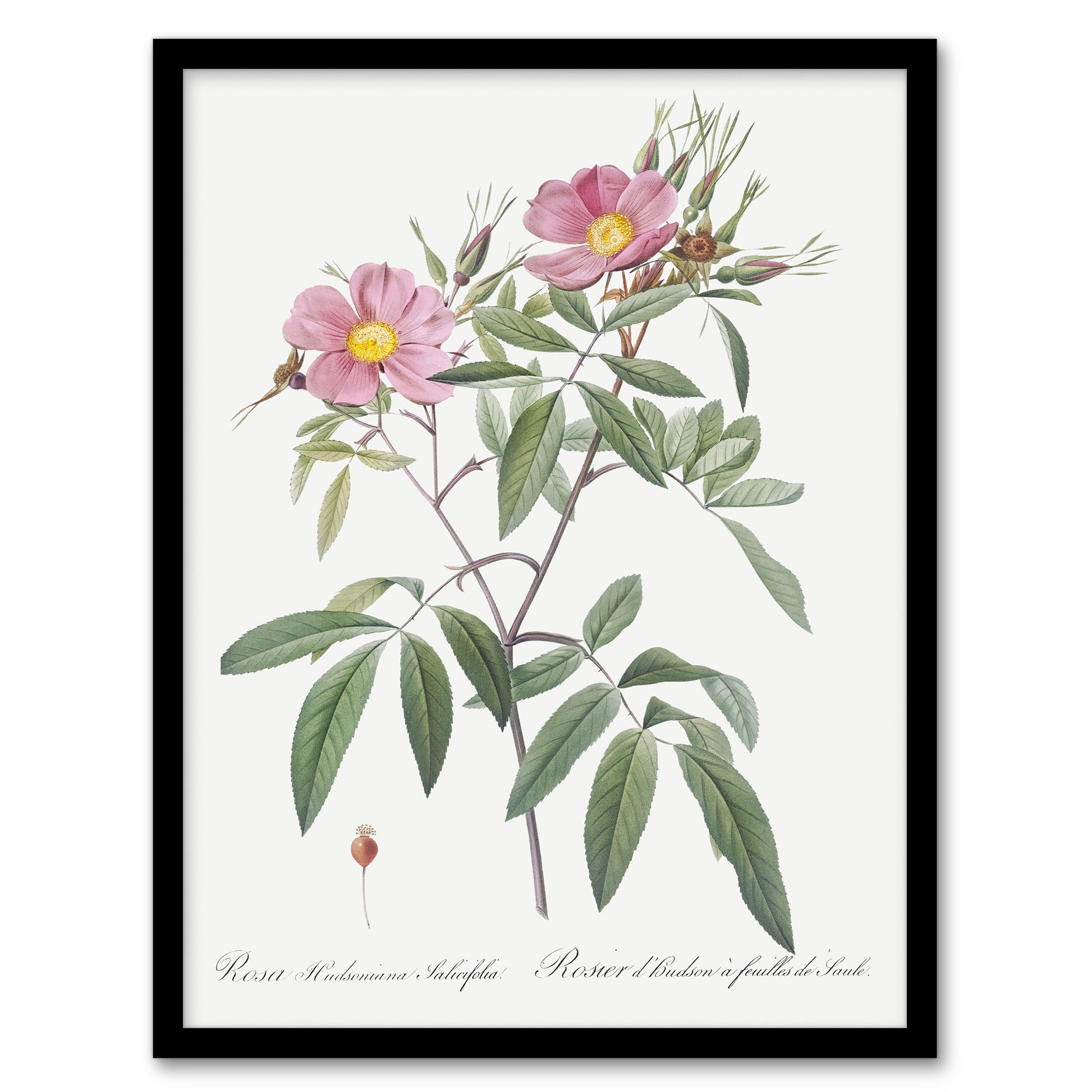 Artery8 Hudson Swamp Rose Flowers Framed Wall Art Print A4 Artwork By Redoute : Wild Bloom Plate Offering Colour And Texture For Bright Country Living Rooms