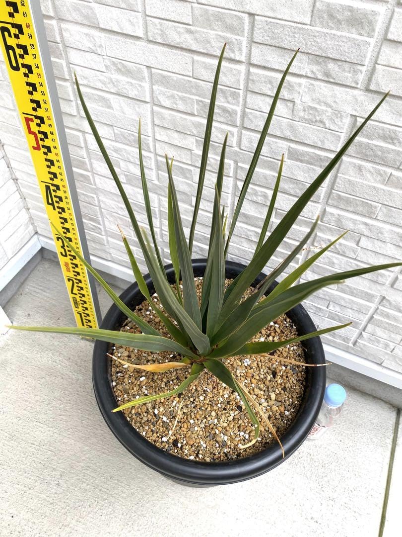 超希少 ドラセナ シナバリ 優良株 実生3年 【公式通販】