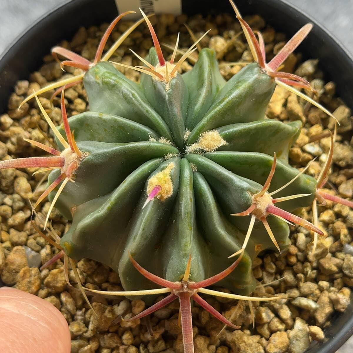 Amazon.co.jp: 鉢ごと発送フェロカクタス 日の出丸 Ferocactus