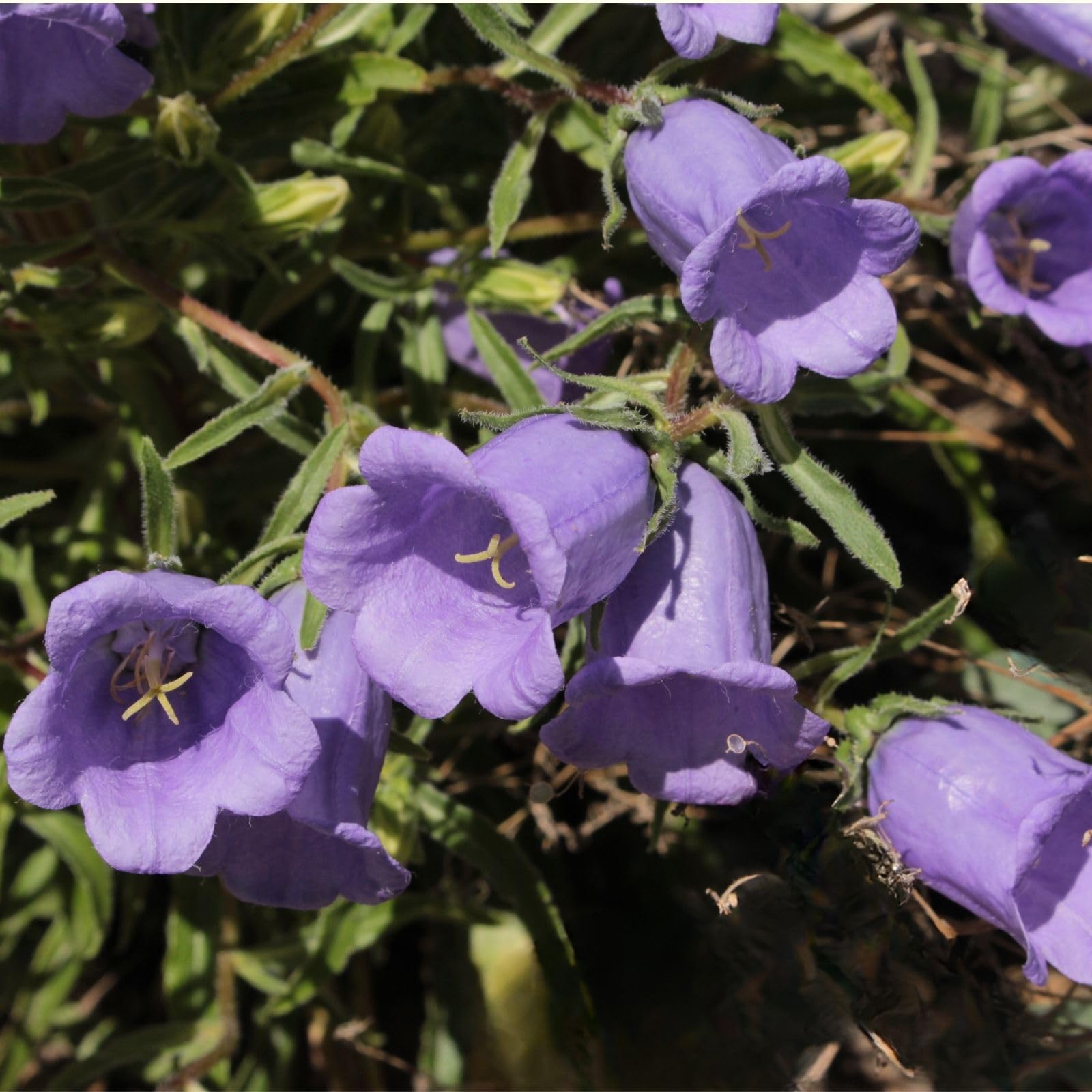 Clovers Garden Campanula Rapido Blue Bellflower