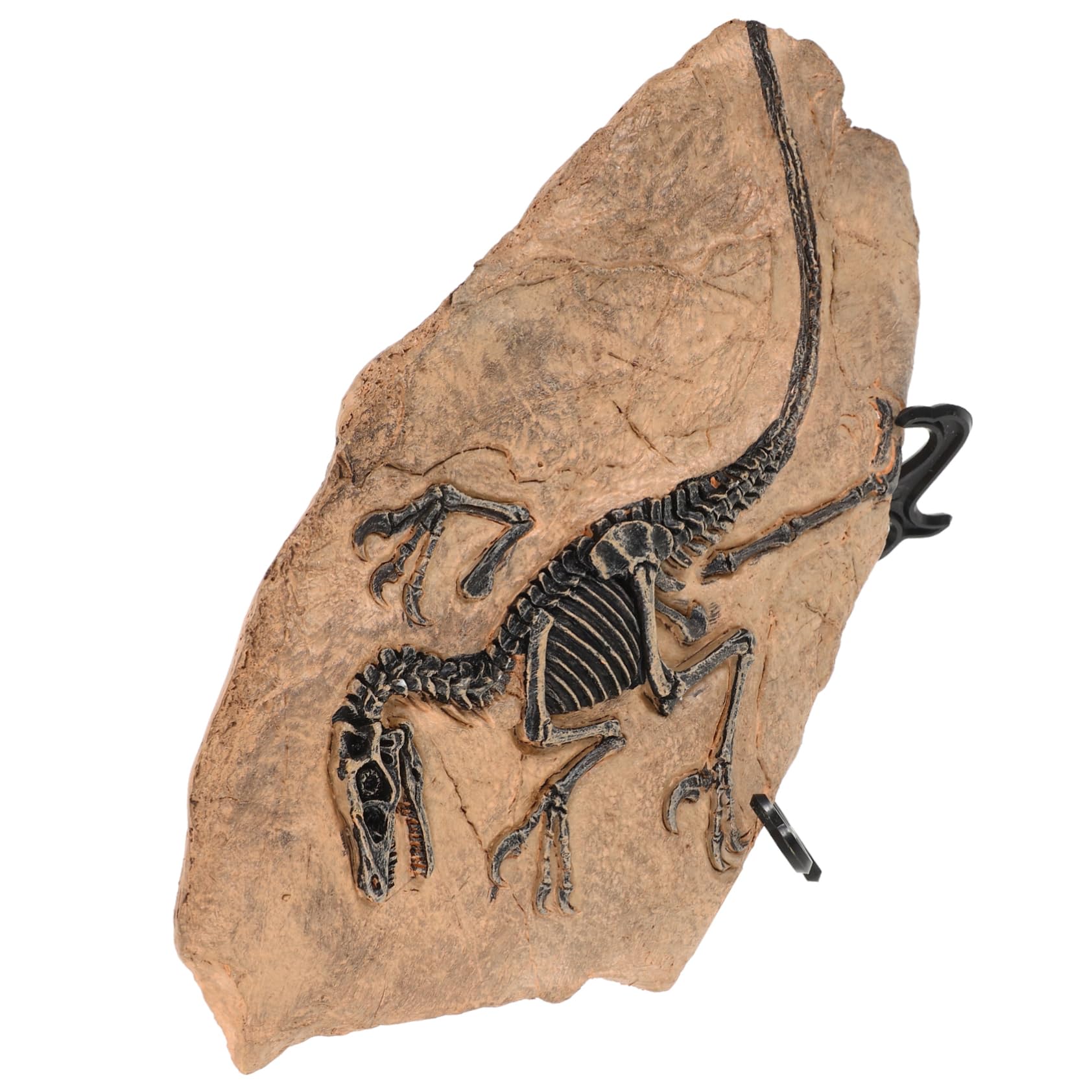 1set Ornamenti Fossili Di Dinosauro Decorazioni Simulato Per Giardino e Casa Modelli Educativi Per Collezionisti Di Paleontologia