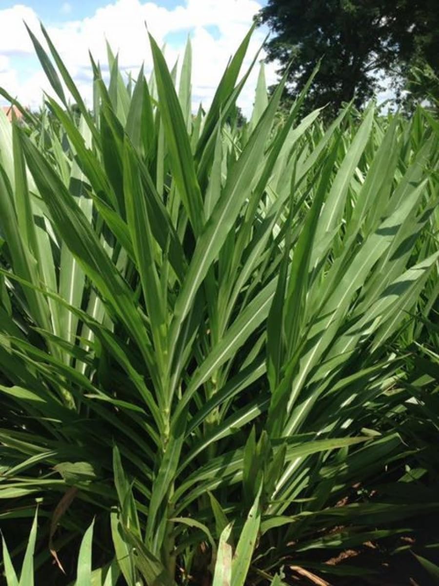 Super napier grass seeds,100% germination (90 stick) (B0CB83HLNQ) Amazon Price History, Amazon Price Tracker