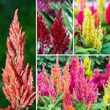 100pcs Mixed Celosia Seed for Planting - Celosia Cristata Plumosa Cockscomb Woolflower Non-GMO Heirloom Seeds to Plant Exotic Flower for Outdoors