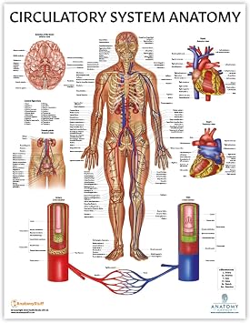 Anatomy Lab Human Circulatory System Poster, LAMINATED, Anatomy and Physiology Body System Poster, 17.3 x 22.5 Inches, Circulatory System Anatomy Poster, Body System Anatomy | Anatomy and Physiology Body System Poster, 17.3 x 22.5 Inches, Circulatory System Anatomy Poster