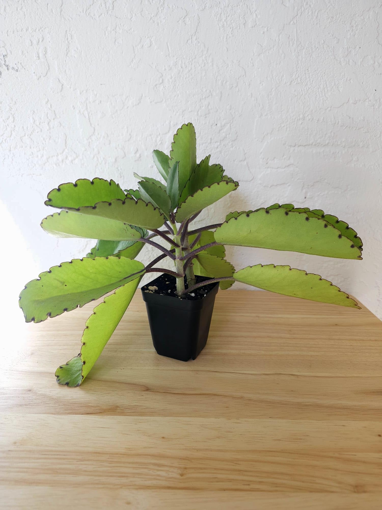 alocasia elephant ear plant Alocasia Regal Shields main image 0