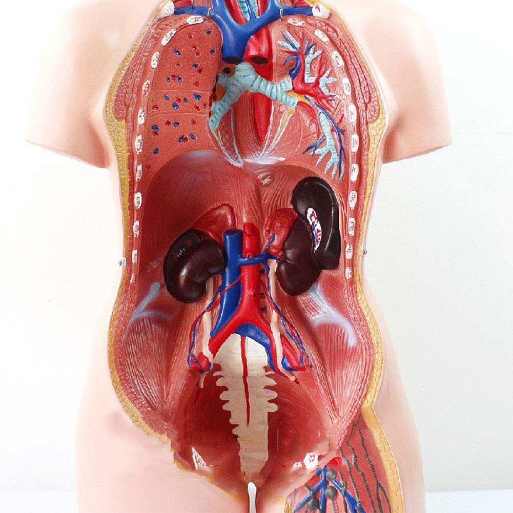 Modèle Anatomique du Torse Humain De 85 Cm, Comprenant 23 Parties Détachables, avec Organes Internes, Idéal pour l'enseignement Scolaire.