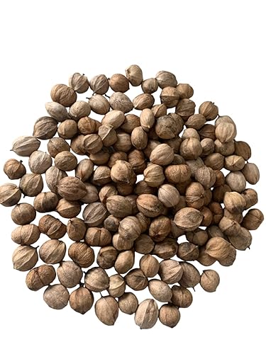 Miniatura 3 de Hickory Nuts Direct Nueces de nogal In-Shell 1 libra