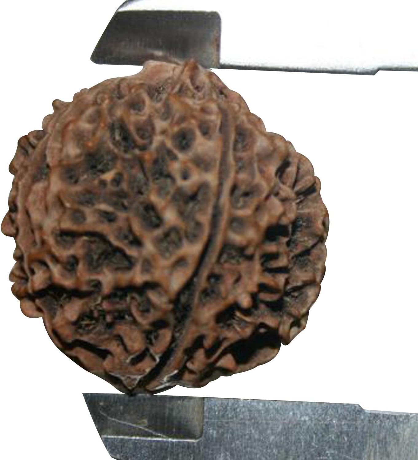Four Face (4 Mukhi) Char Mukhi Rudraksha 30mm Special Size Rudraksha - A0844