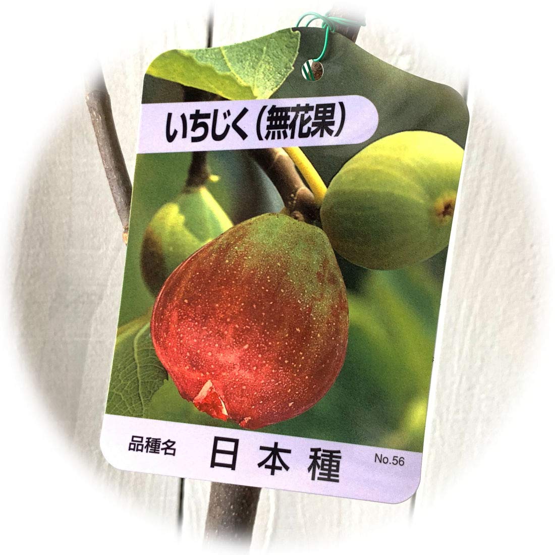国産鉢物 　Amore 苗　いちじく苗　イチジク苗 国産鉢物 Amore 苗 いちじく苗 イチジク苗 国産鉢物 Amore 苗