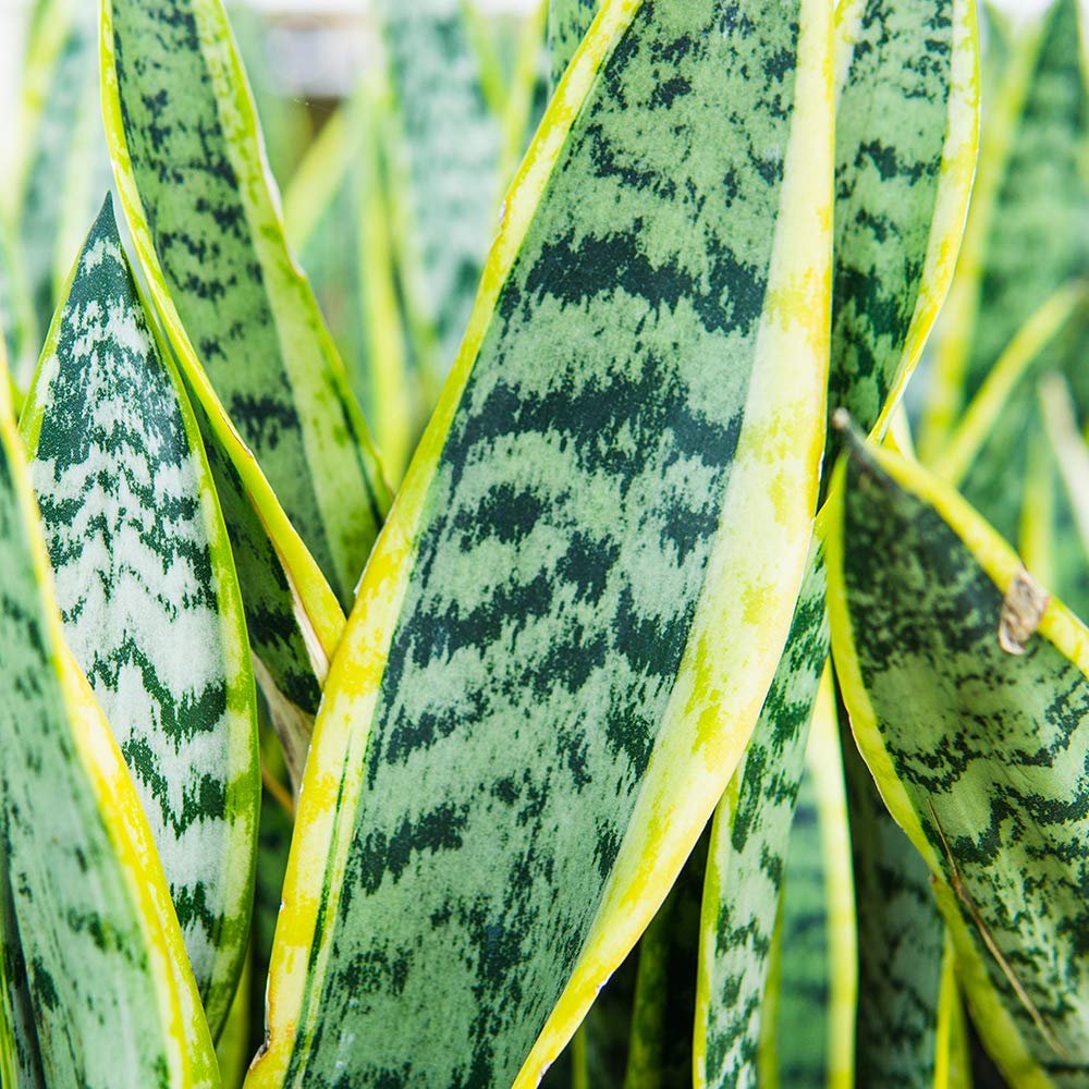 Perfect Plants Liquid Snake Plant Fertilizer 8oz. of Premium