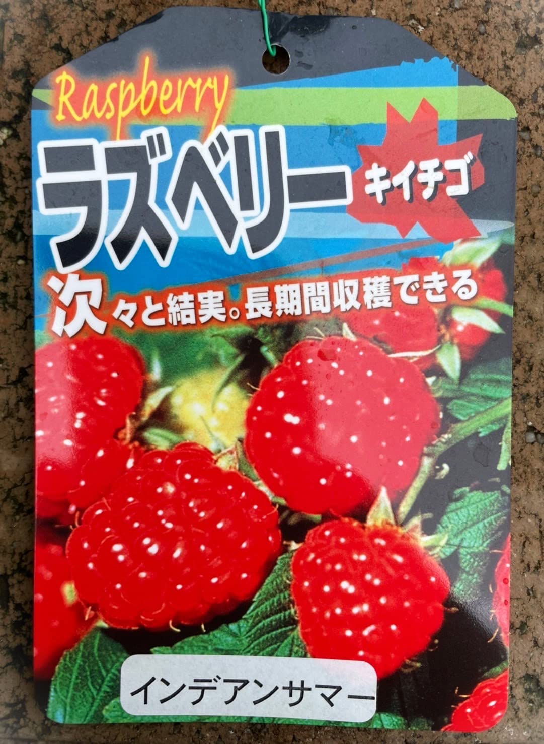 Amazon.co.jp: 木いちご【ラズベリー 5号苗(Φ15㎝) 1鉢】berry ※10～3 