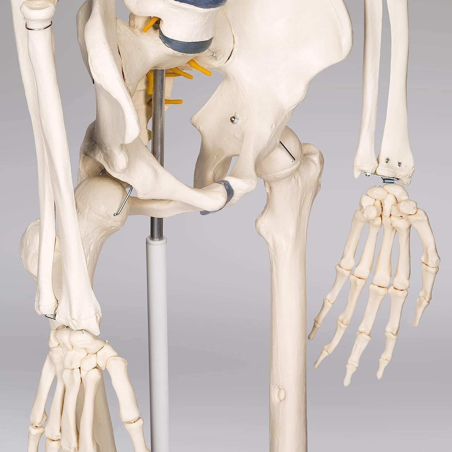 Model ludzkiego szkieletu naturalnej wielkości z ruchomymi stawami, 181 cm PVC